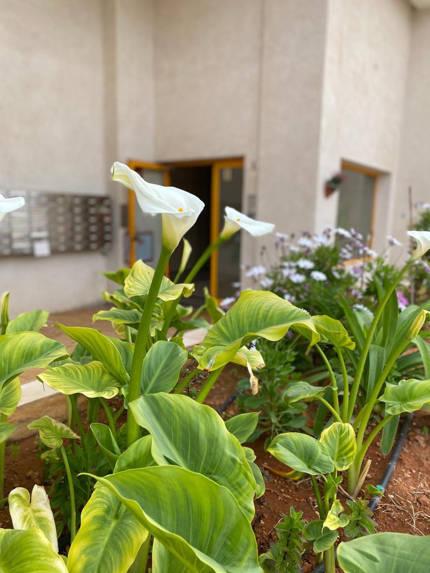 Ambar Beach Apartman Calpe Kültér fotó